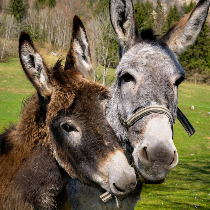 Donkey Picnic for Four at Dashing Donkeys  - Gift Experience - Image 5