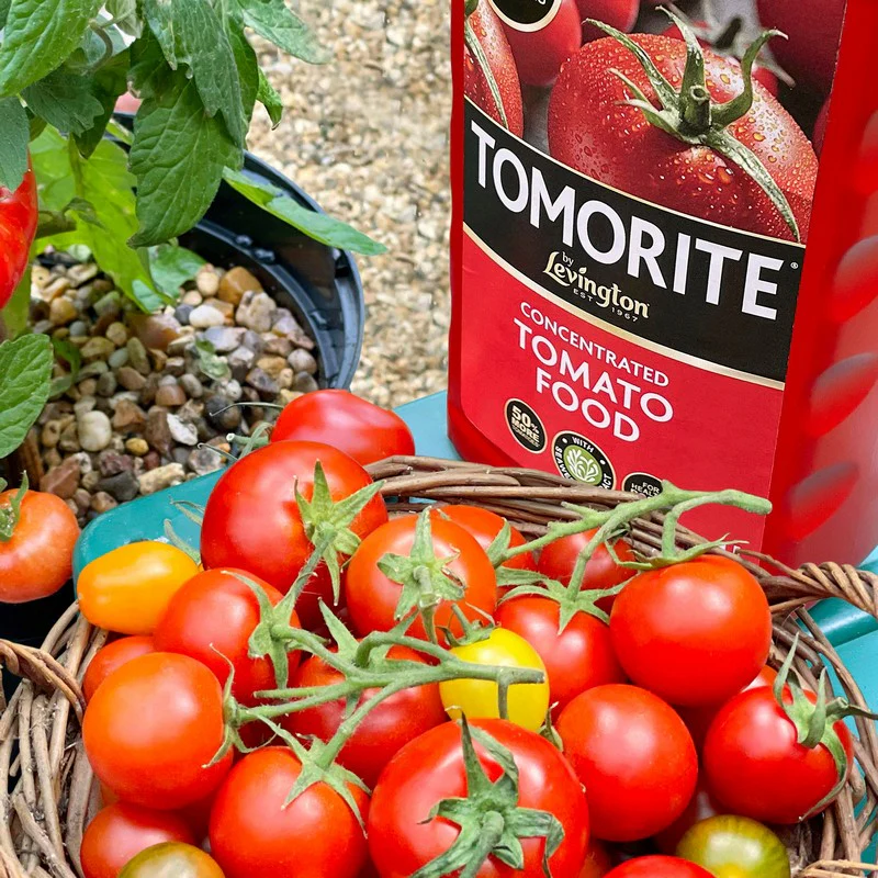 Levington Tomorite 1.2L Tomato Food - Image 6