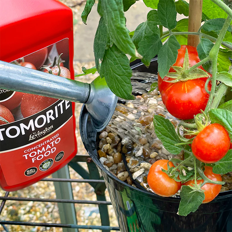 Levington Tomorite 1.2L Tomato Food - Image 7