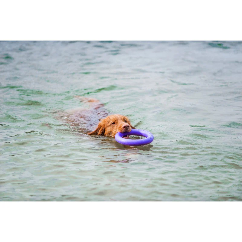 Medium Dog Frisbee Purple Plastic 28cm by PULLER - Image 2