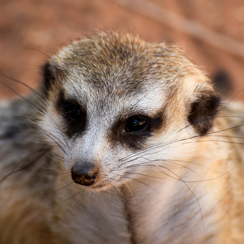 Meet the Meerkats - Gift Experience for Two - Image 3