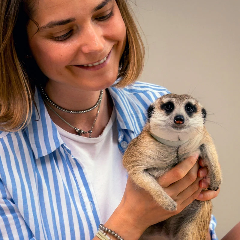 Meet the Meerkats - Gift Experience for Two - Image 4
