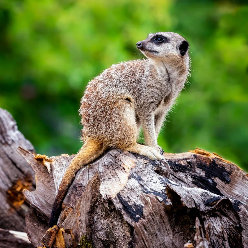 Meet the Meerkats - Gift Experience for Two - Image 5