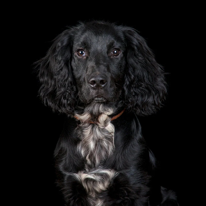 Professional Pet Photoshoot - Gift Experience - Image 3
