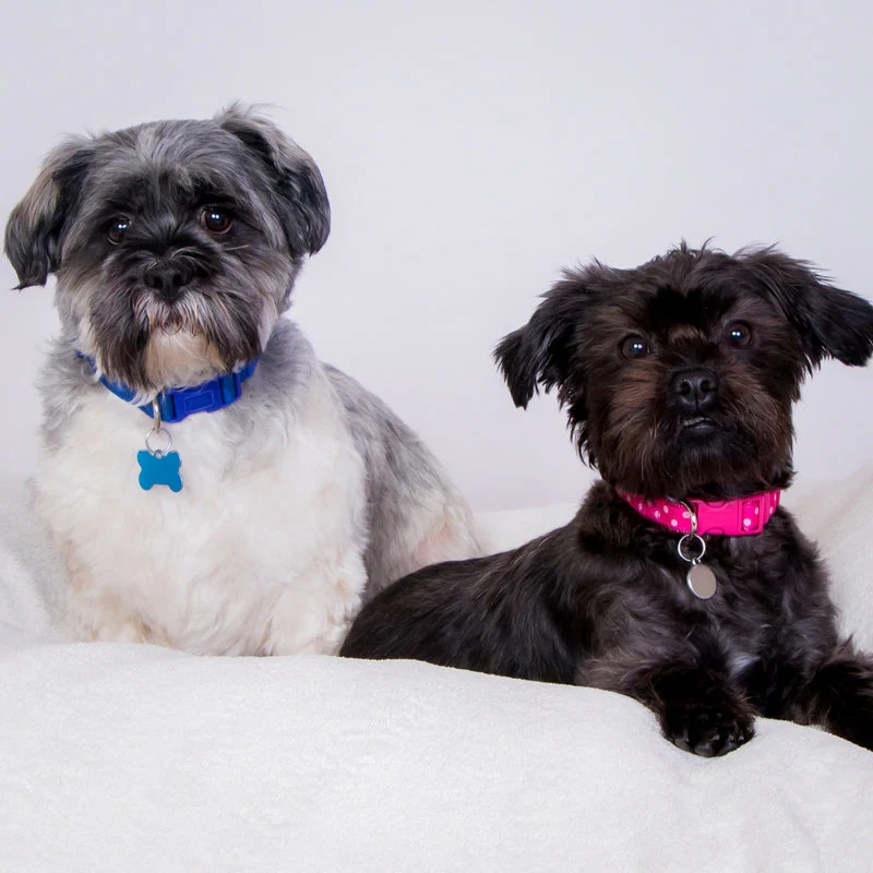 Professional Pet Photoshoot - Gift Experience - Image 4