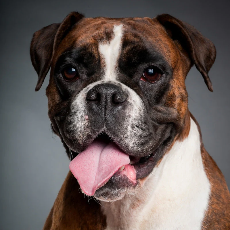 Professional Pet Photoshoot - Gift Experience - Image 5