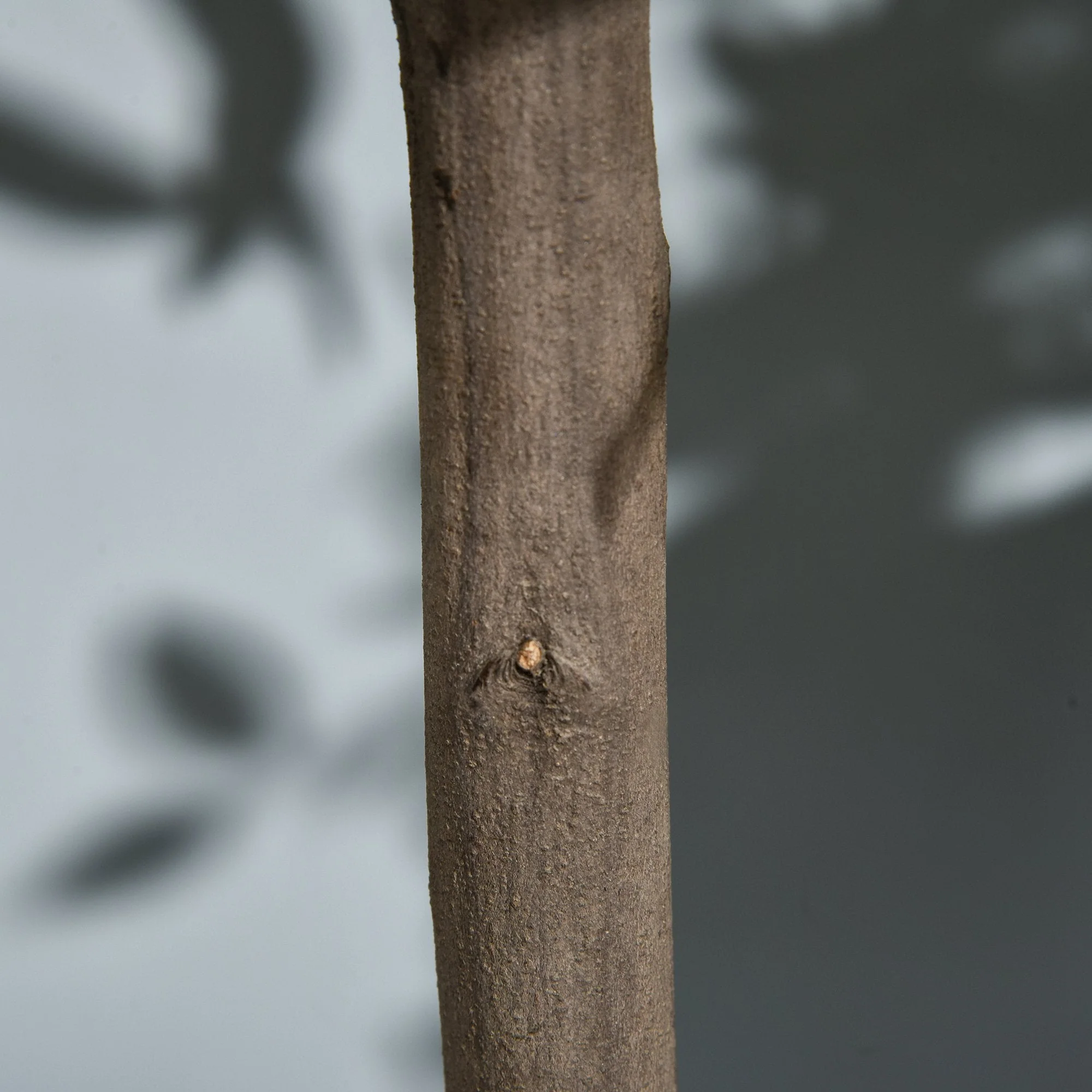 Set of 2 Artificial Bay Laurel Trees - Image 8