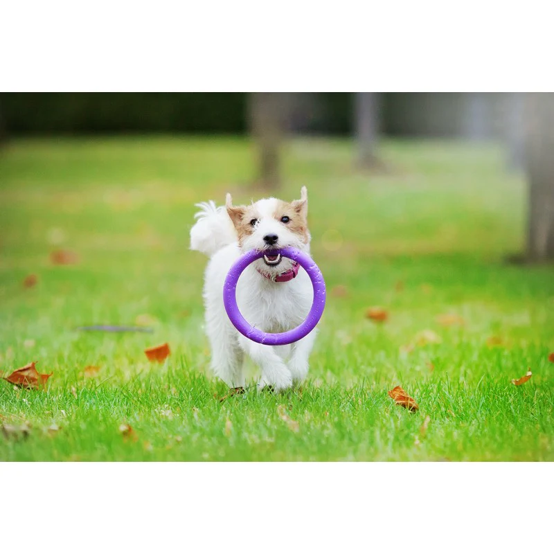 Small Dog Frisbee Purple Plastic 18cm by PULLER - Image 2