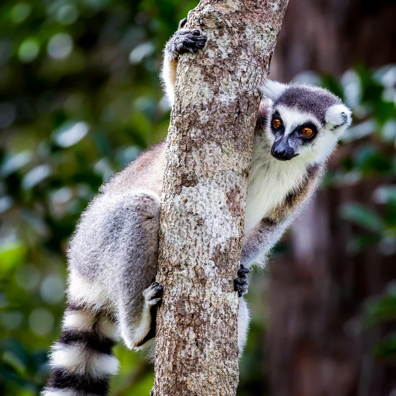 Two Night Log Cabin Stay for Two in Badgers Wood, Hoo Zoo and Dinosaur World - Image 5