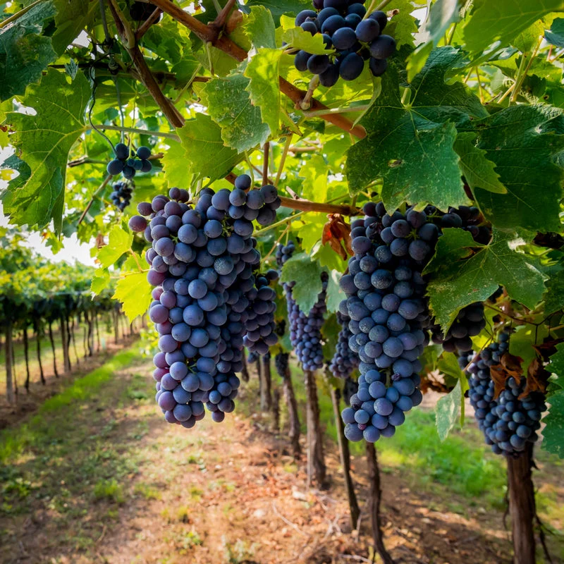 Vineyard Tour & Tastings - Gift Experience - Image 2