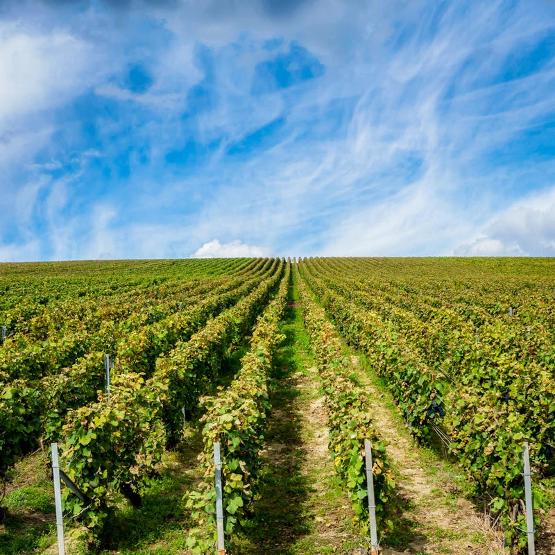 Vineyard Tour & Tastings - Gift Experience - Image 3