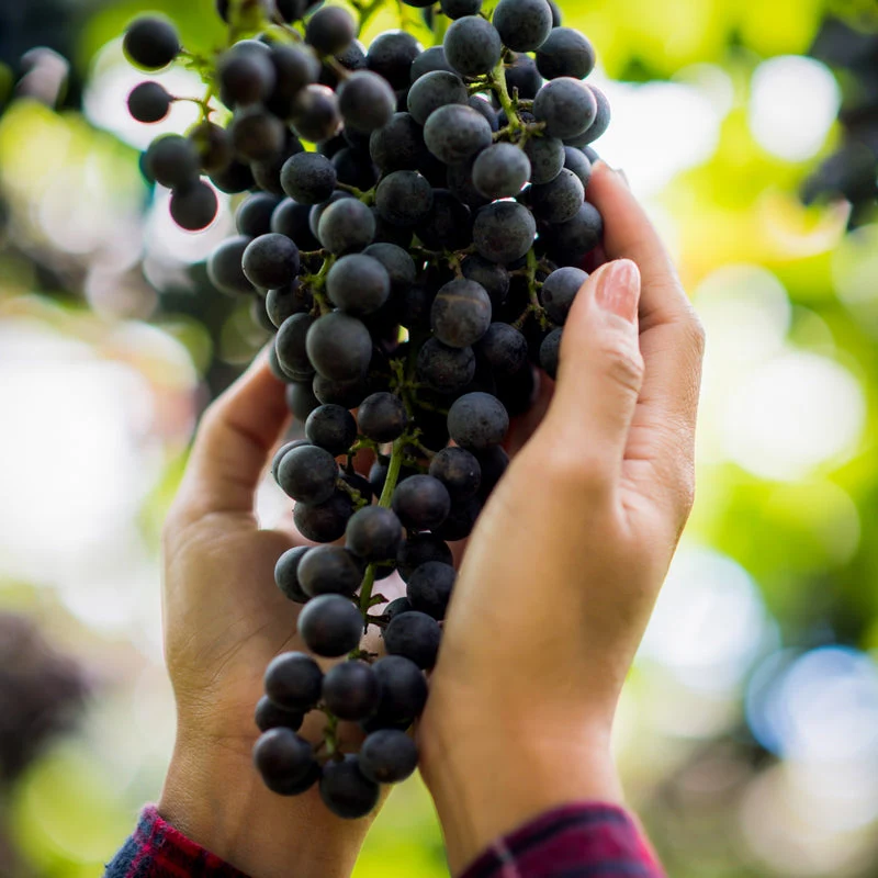 Vineyard Tour & Tastings - Gift Experience - Image 4