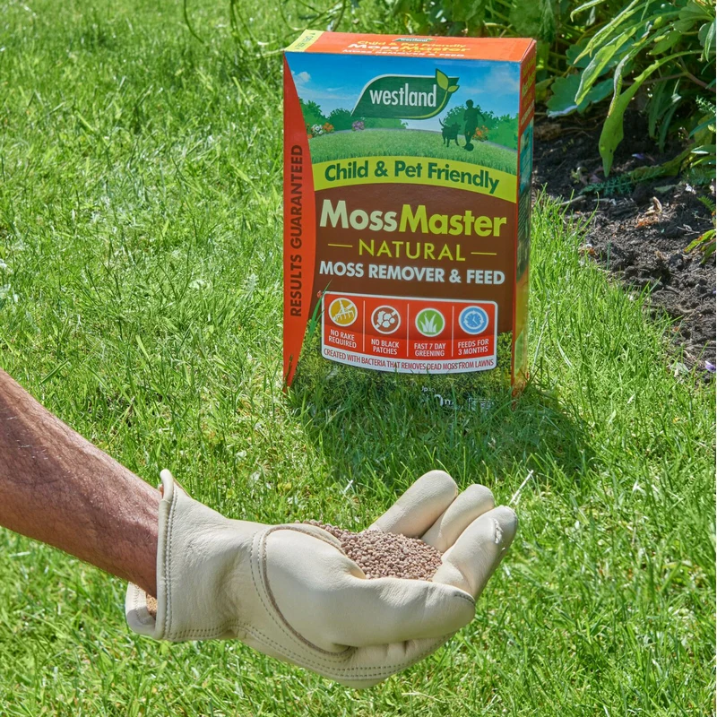 Westland Moss Master Natural Lawn Feed And Moss Remover - 80sqm - Image 2